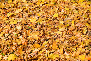 Background of fallen yellow maple leaves in autumn