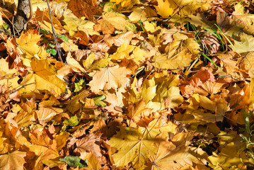 Background of fallen yellow maple leaves in autumn