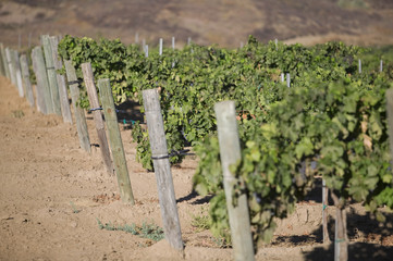 Rows of grape vines on a wire fence post in vineyard