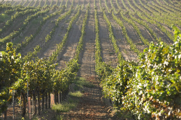 Country landscape with rows of vineyards during summer