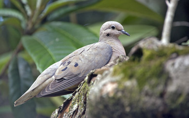 Eared dove perched on loquat tree branch