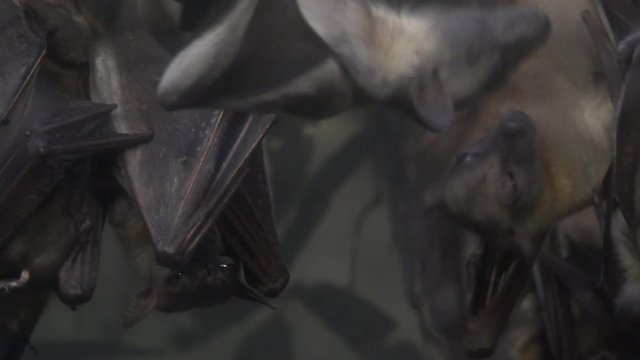 Group of bats hanging out causing trouble.