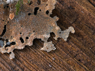 Natural cellular structure, origin unknown. Macro.