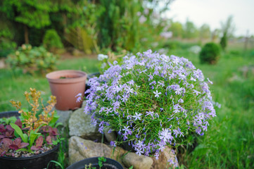 Violet flowers in the garden
