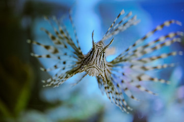 Plakat Sea life: exotic tropical coral reef