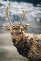 Elk Looking