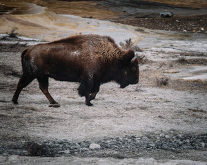 bison walking