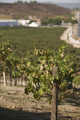 Fototapeta na wymiar Grape vine on a wire fence post in vineyards
