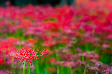 曼珠沙華