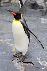 オウサマペンギン