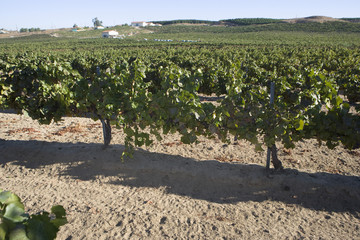 Landscape view of grape plants growing in row on vineyard