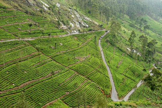 Dambatenne Estate, Lipton tea estates, Haputale, Hill Country, Sri Lanka