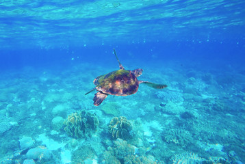 Fototapeta na wymiar Green turtle swimming in the sea. Snorkeling with turtle.