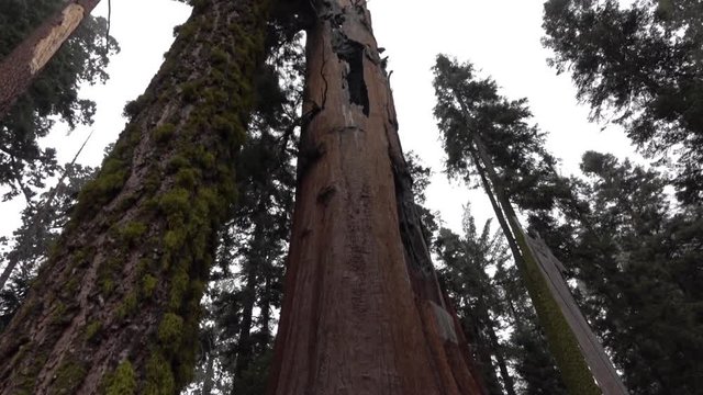 CLOSE UP: Huge sequoias trees in Sequoia national park