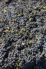High angle view of fresh harvested grapes