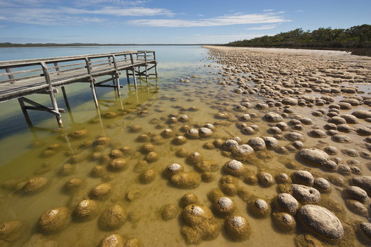 Thrombolites, a variey of microbialite or living rock that produce oxygen and deposit calcium carbonate, similar to some of the earliest fossil forms of life found on Earth, Lake Clifton, Yalgorup National Park, Mandurah, Western Australia, Pac