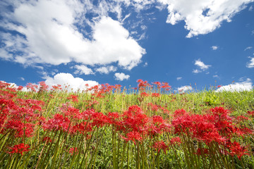 マンジュシャゲの花の群落と青空