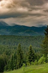 Mountain forest covered by fog