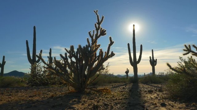 Evening sun shining through big cactus pricks in desert wilderness