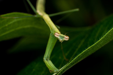Mantis verde