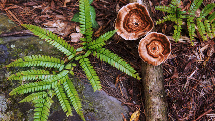 Fern and wild mushroom.
