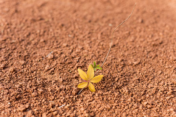 image of red soil with a vine leaf.
