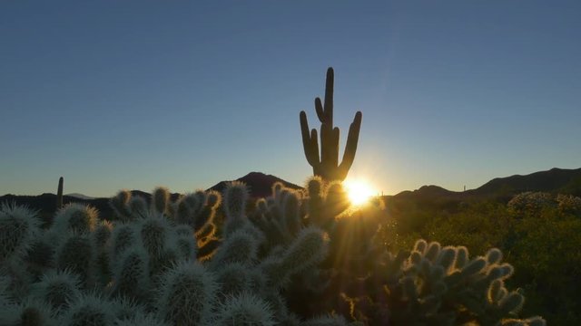 Golden Sunrise Sun Shining Through Cactus Thorns In Arizona Desert