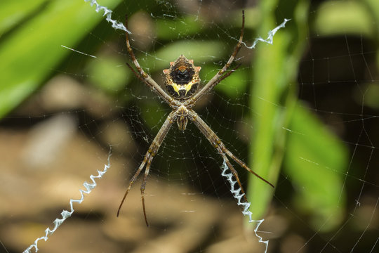 Yellow & black garden spider (Argiope Aurentia) with normal zigzag stabilimentia on web; Nosara, Guanacaste Province