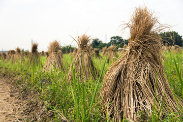 Rice straw