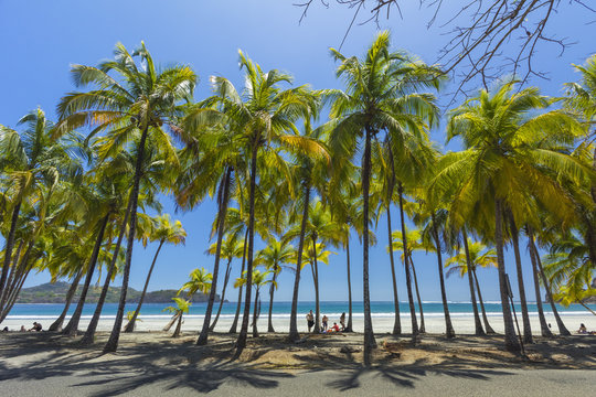 Beautiful palm fringed white sand Playa Carrillo, Carrillo, near Samara, Guanacaste Province, Nicoya Peninsula