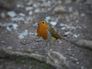 Robin