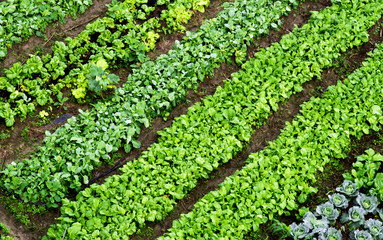 Green vegetable garden, top view