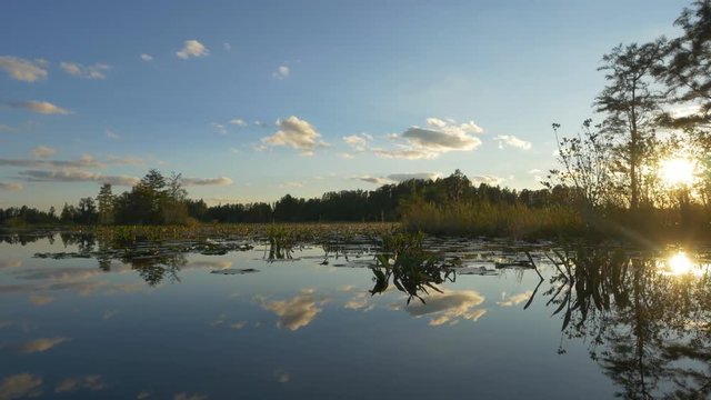 Amazing swamp wetlands at beautiful golden summer