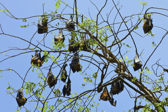 Indian flying-foxes (fruit bats) roosting in the 60 hectare Royal Botanic Gardens at Peradeniya, near Kandy, Sri Lanka