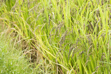 古代米の実った田