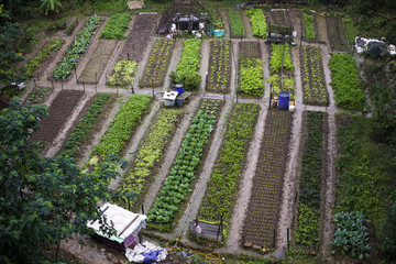 Vegetable garden top view.
