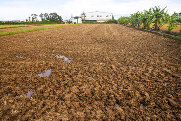 Treated  soil in the field