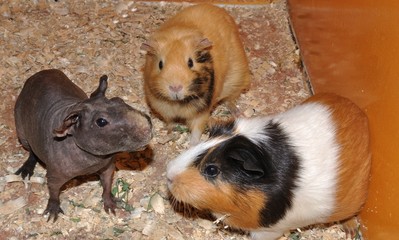 Small guinea pigs