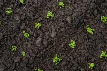 Vegetable garden top view.