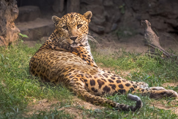 Indian Leopard rests on a grassy lawn and stares.