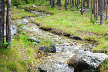 creek in the woods