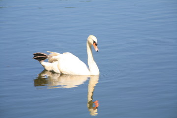 White Swan