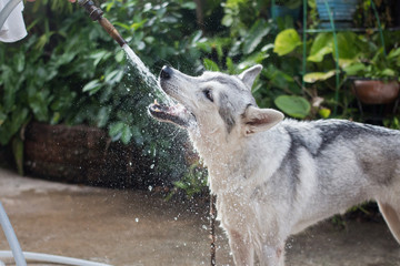 Siberian husky drinking water from a hose © yAOinLoVE