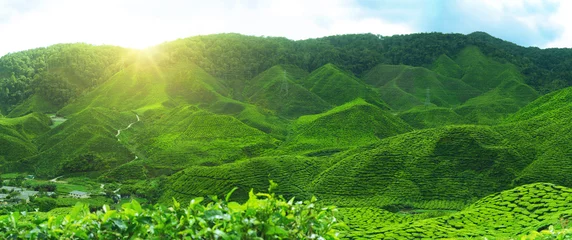 Fotobehang Tea plantation in early morning.   © mamsizz