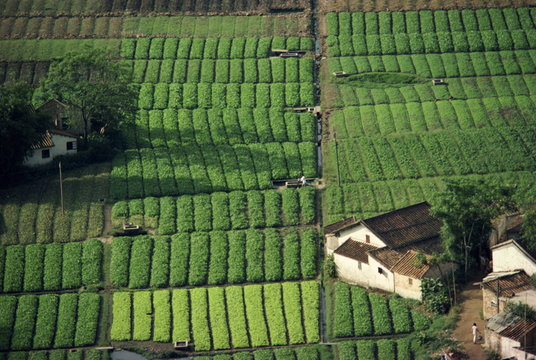Aerial view of typical vegetable plots, irrigation and manure pits in Guangdong Province, China