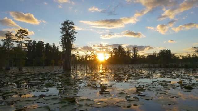 Amazing swamp wetlands at beautiful golden summer