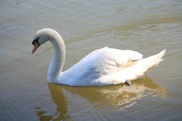 White Swan
