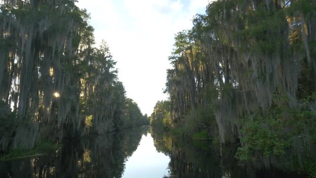 Sun shining through mossy trees in amazing wetlands swamp canal 