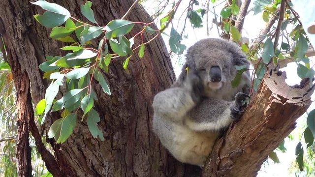 Close up cute fluffy sleepy koala stretching herself on eucalyptus branch