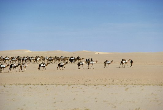 Camel train carrying salt, Taoudenni, Timbuktoo, Mali